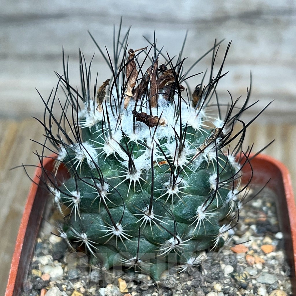 SHPR15416 Turbinicarpus dickisoniae