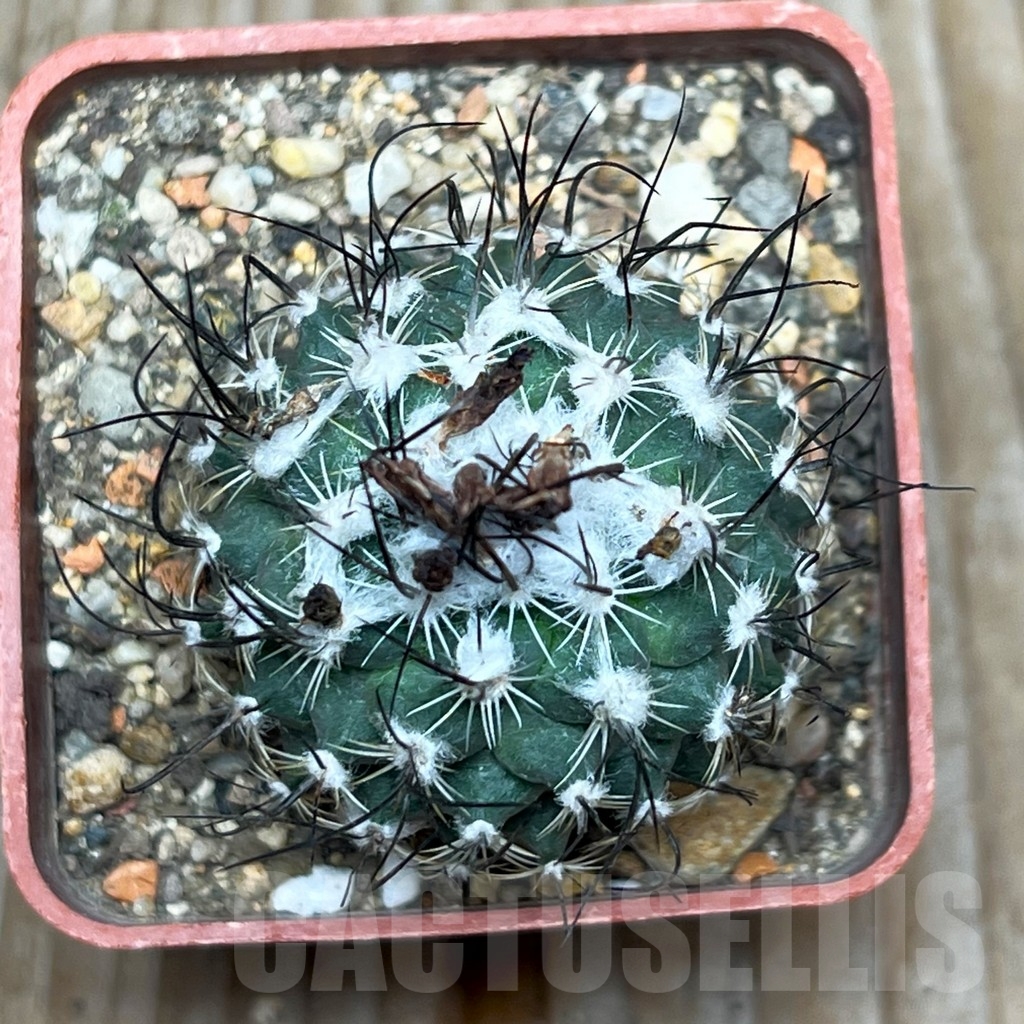 SHPR15416 Turbinicarpus dickisoniae - immagine 2