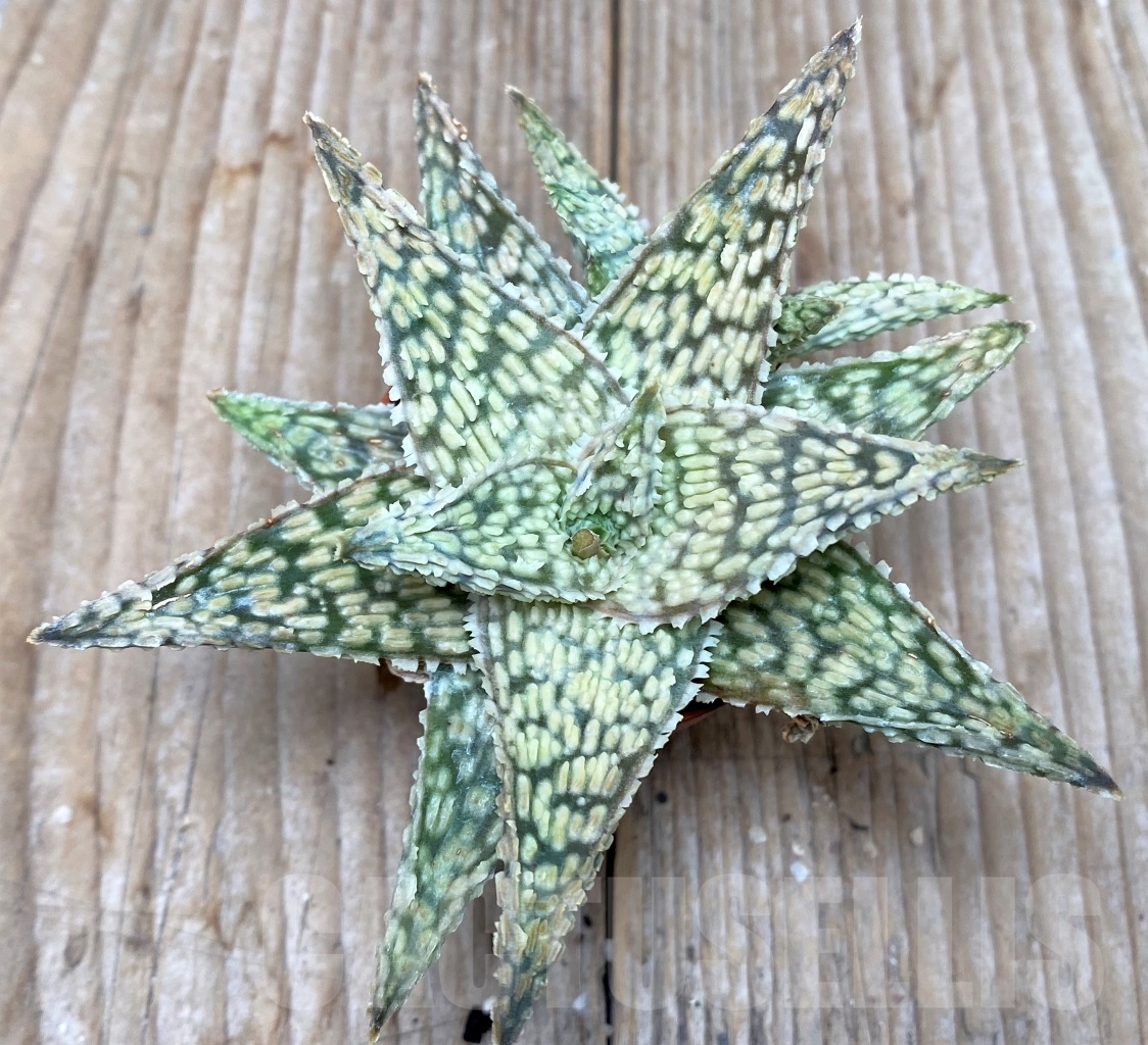 SHPR6507 Aloe hybrid - Image 2