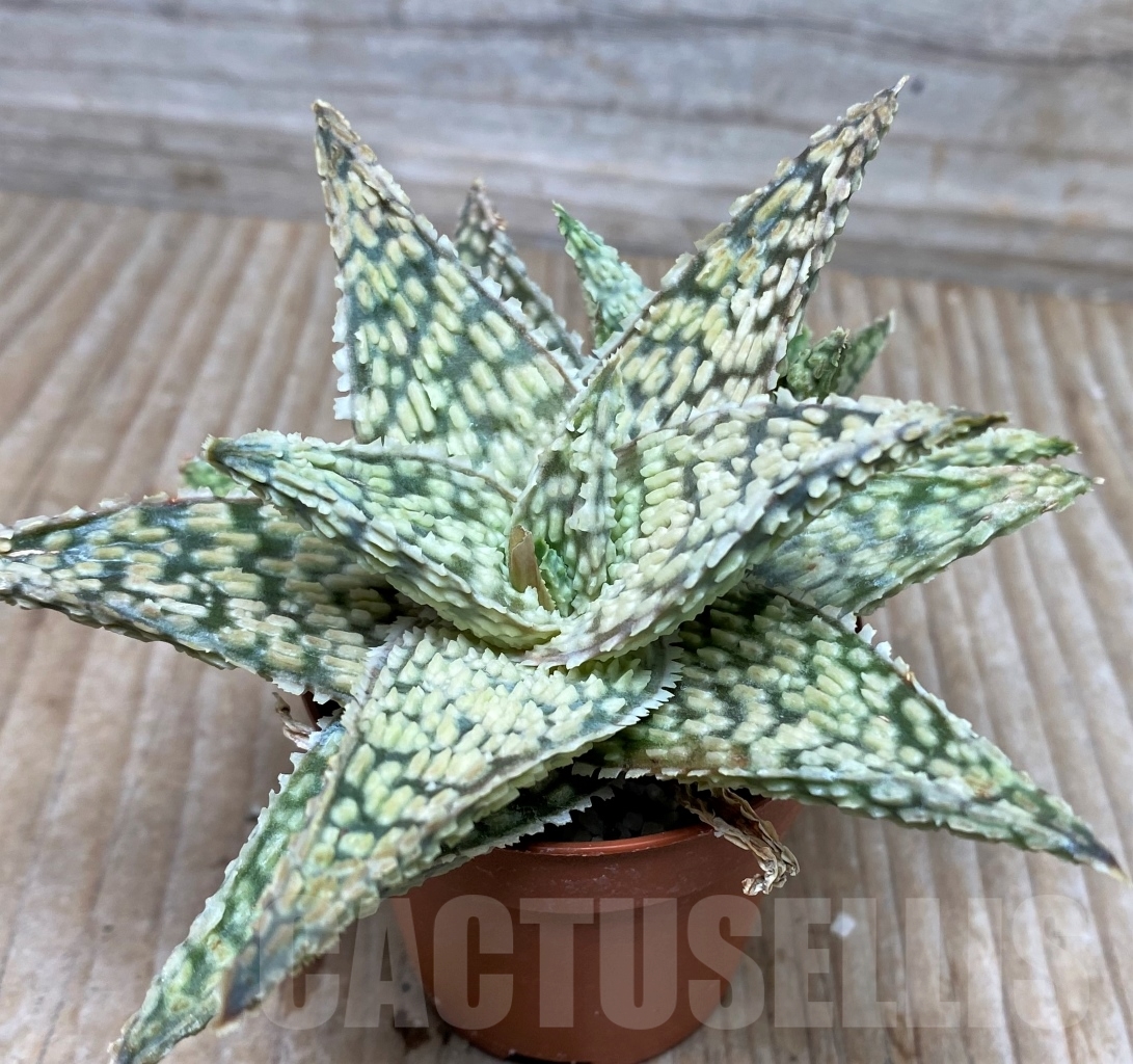 SHPR6507 Aloe hybrid