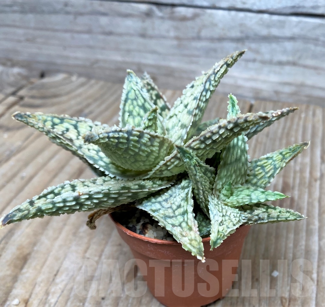 SHPR6507 Aloe hybrid - Image 3