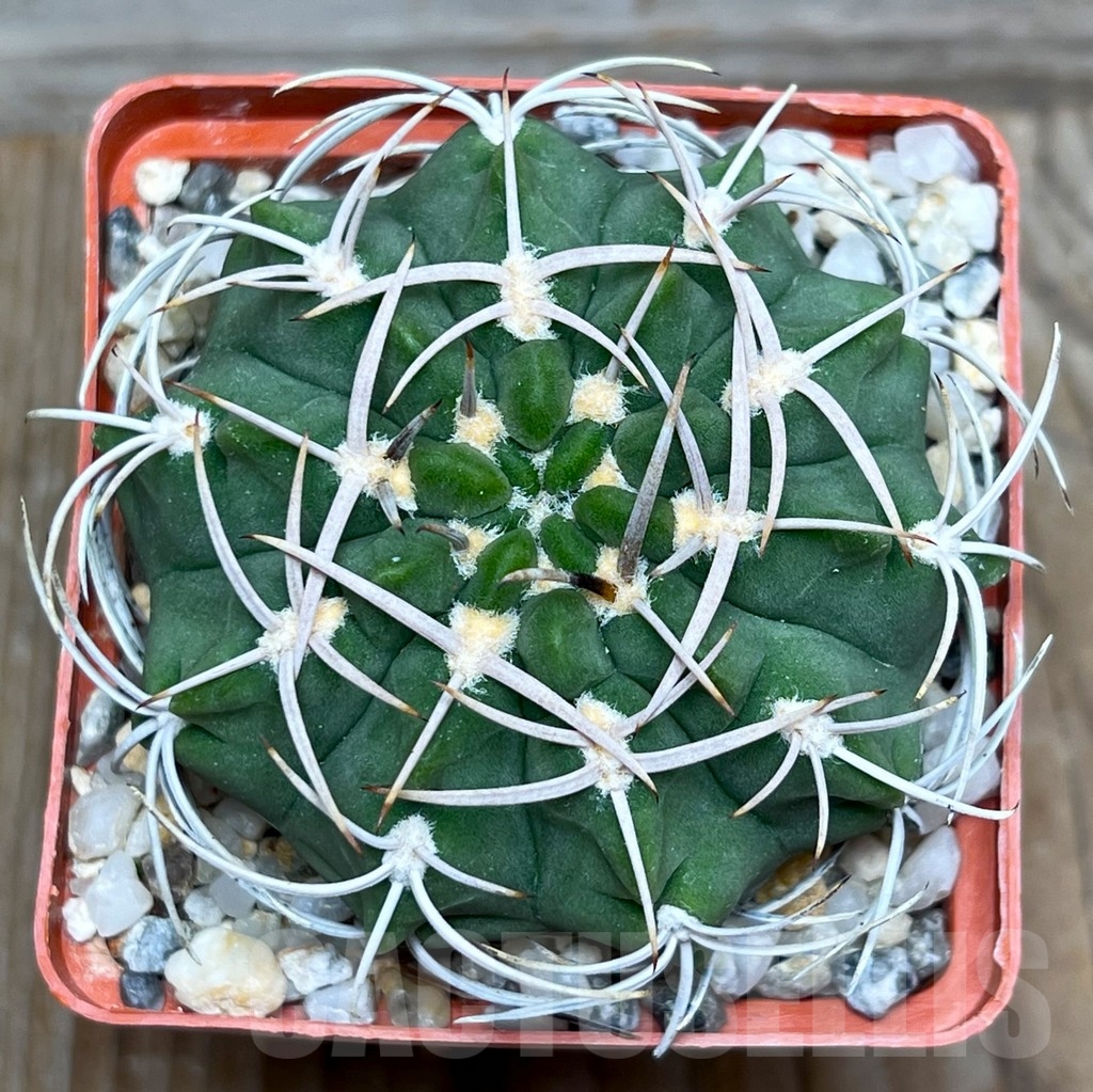 SHPR15417 Gymnocalycium catamarcense v. densispinum - immagine 2