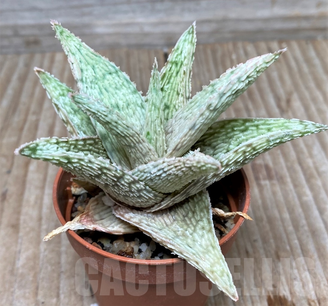 SHPR6285 Aloe hybrid