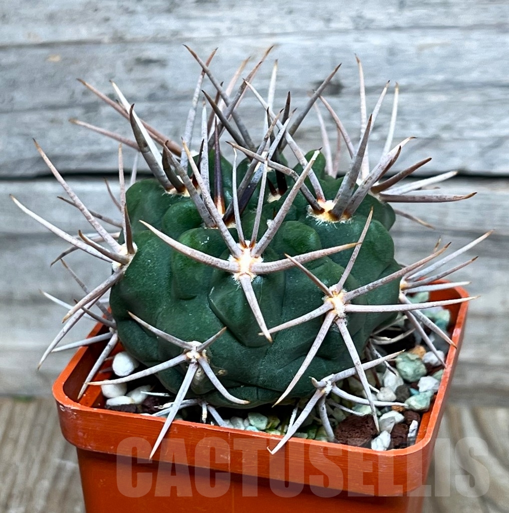 SHPR15423 Gymnocalycium oenanthemum v. longispinum