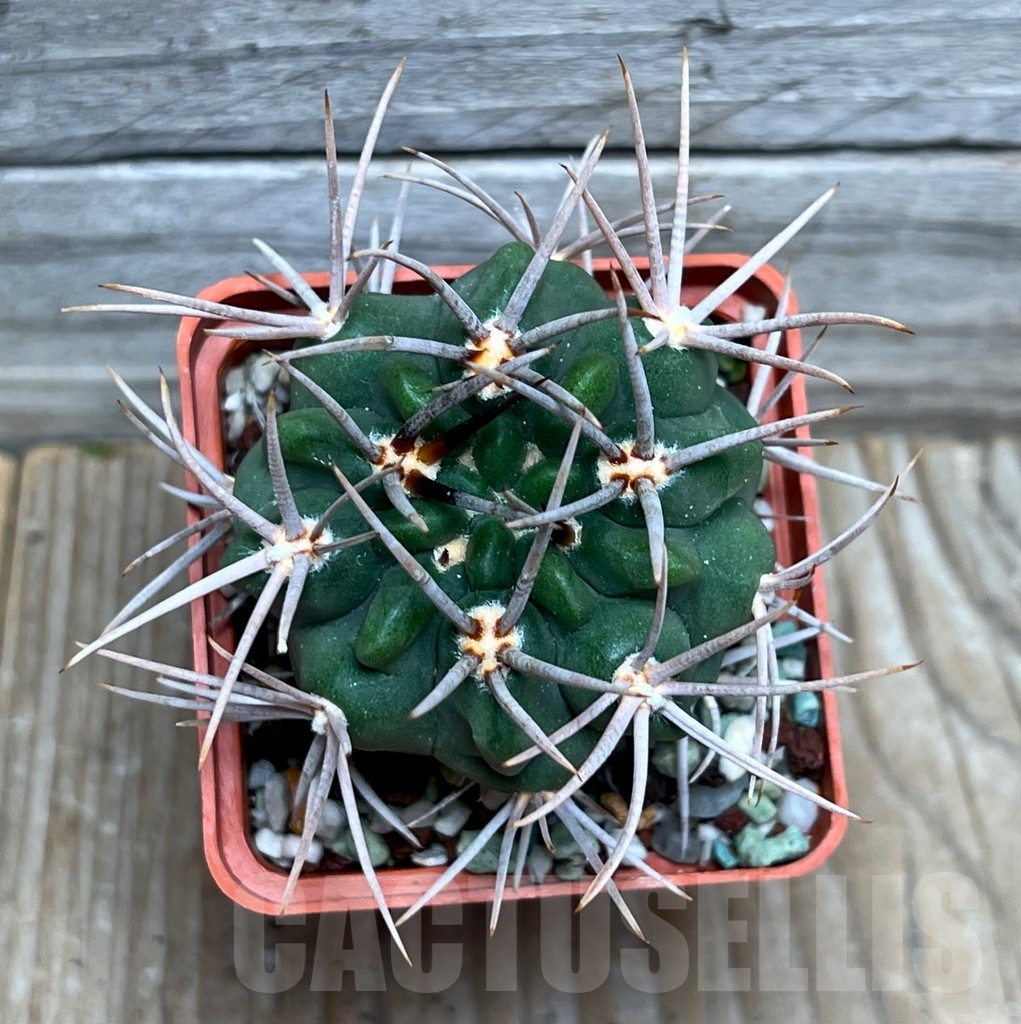 SHPR15423 Gymnocalycium oenanthemum v. longispinum - Image 2