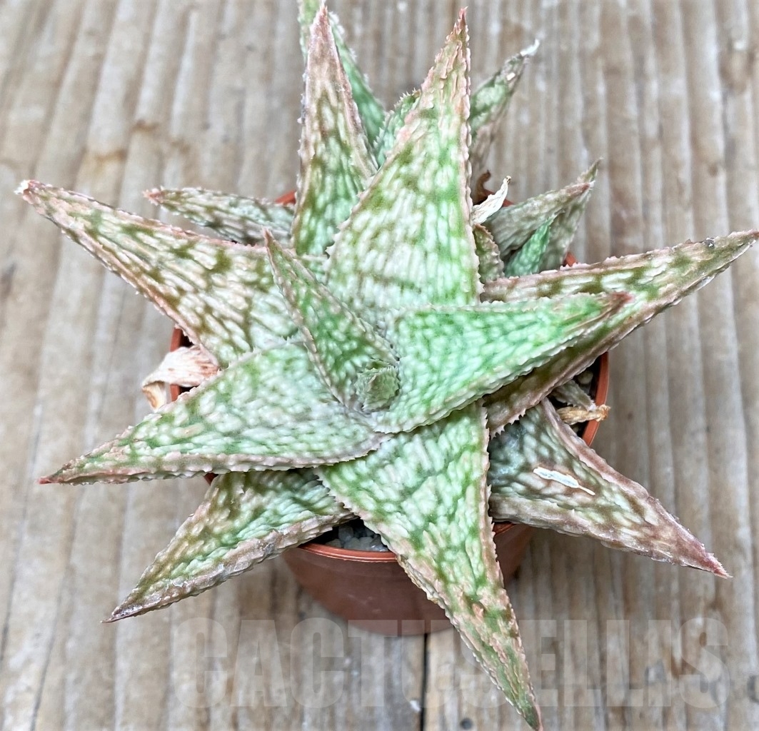 SHPR6583 Aloe hybrid - Image 2