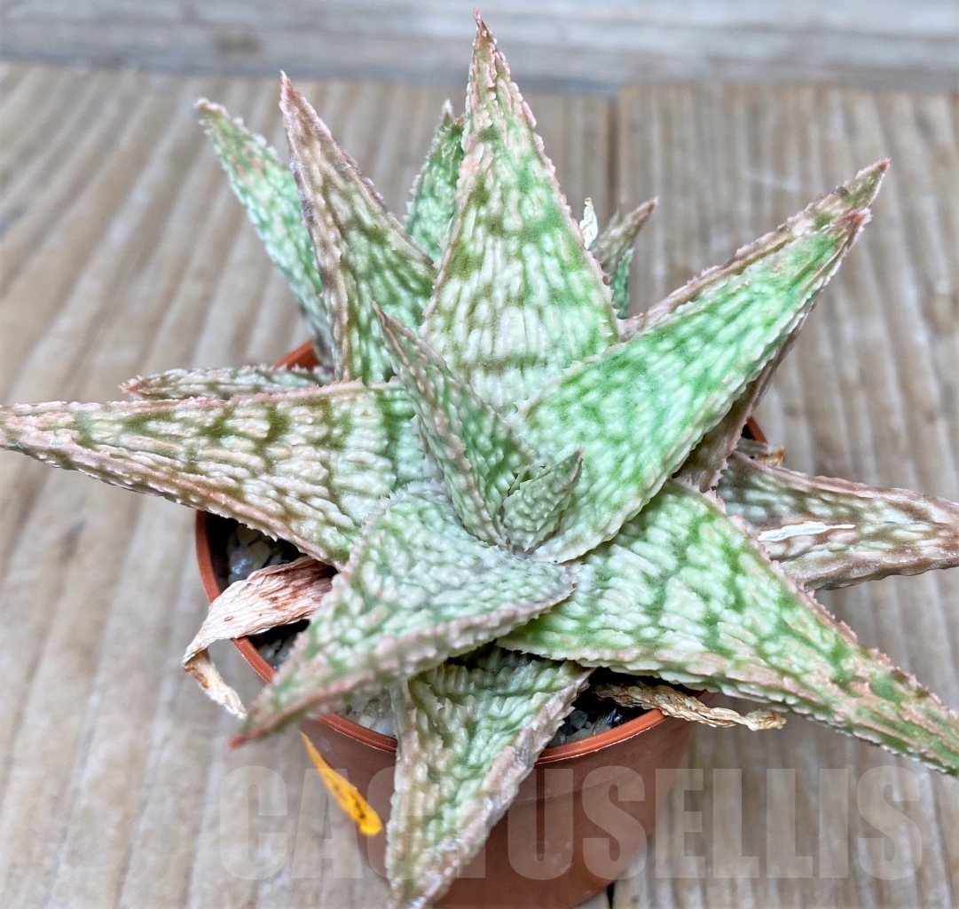 SHPR6583 Aloe hybrid