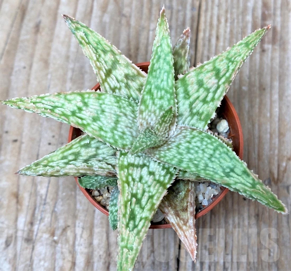 SHPR6590 Aloe hybrid - immagine 2