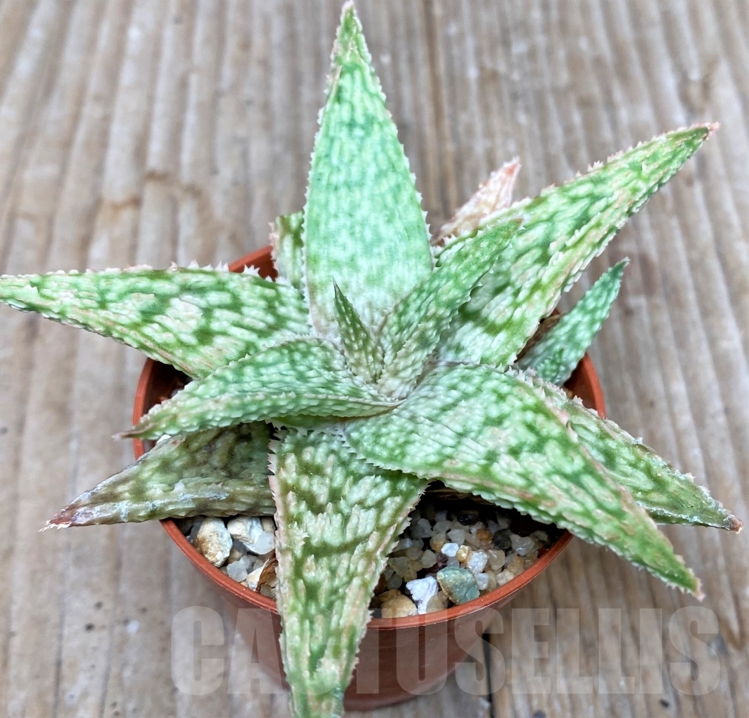 SHPR6590 Aloe hybrid