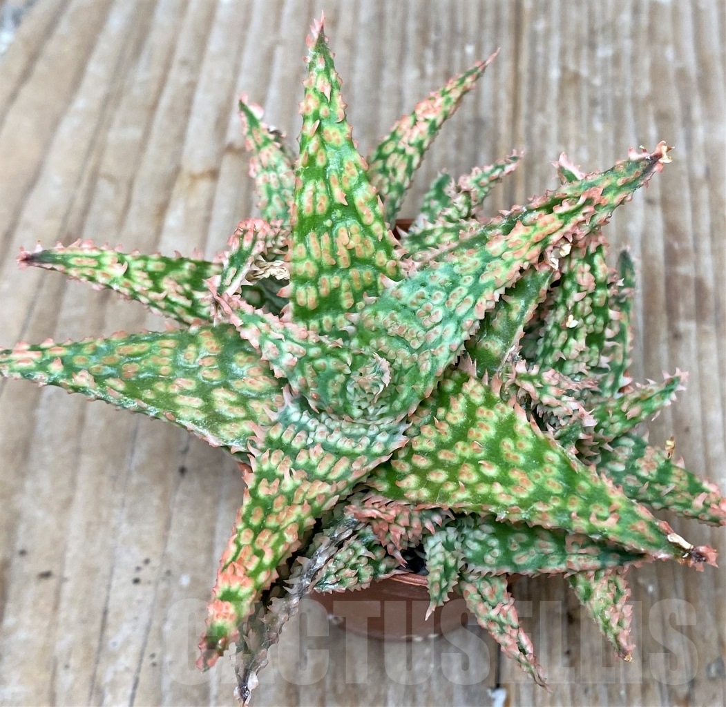 SHPR6591 Aloe hybrid