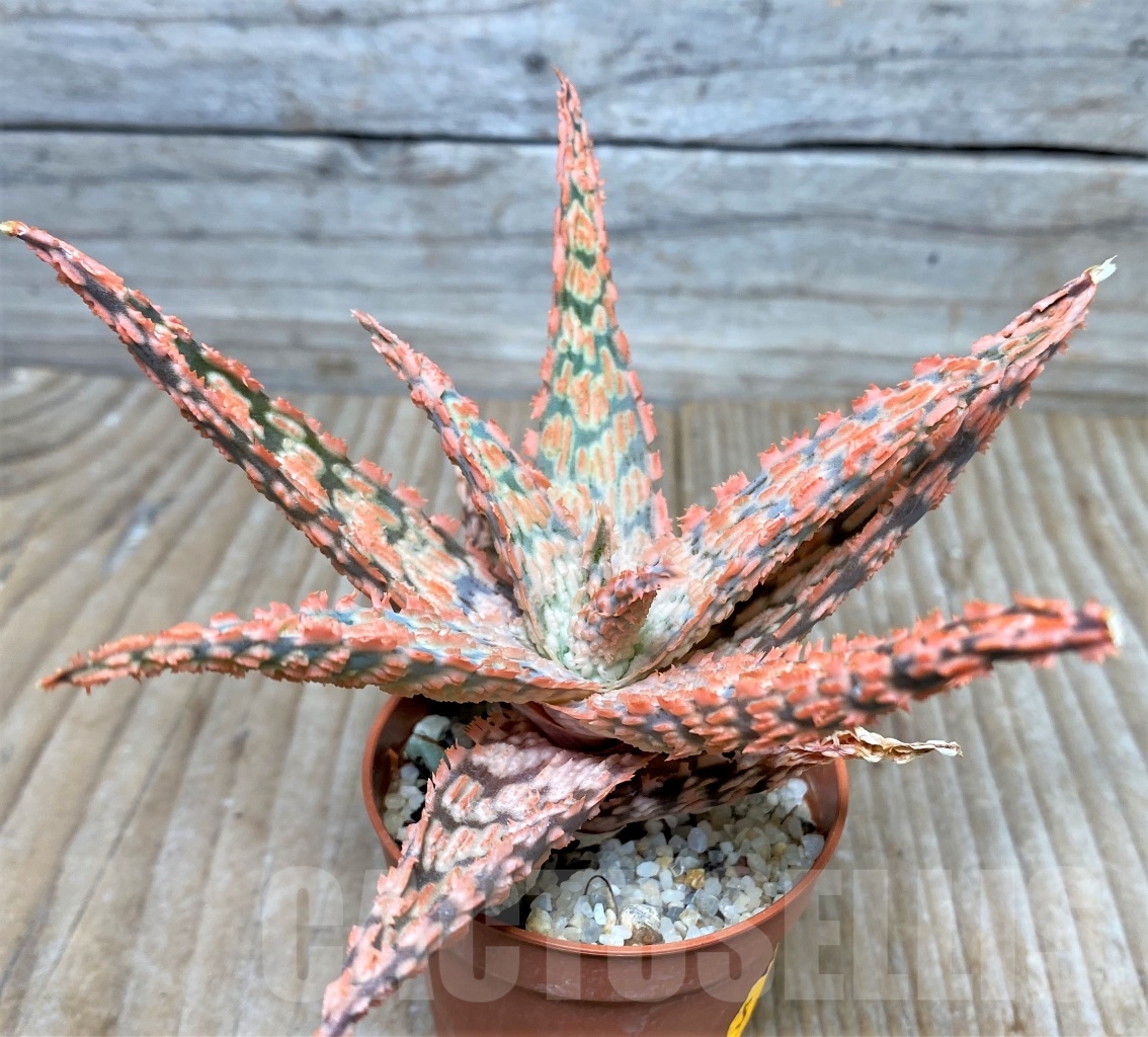 SHPR6592 Aloe hybrid