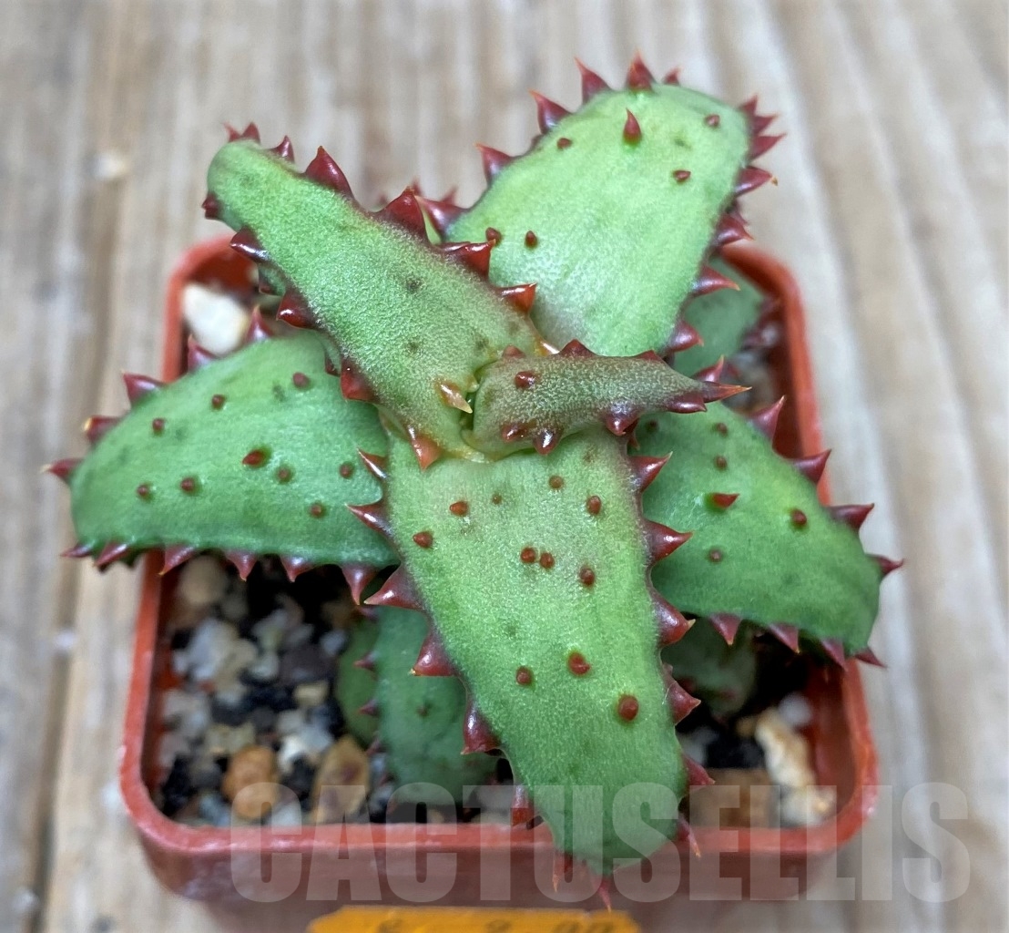 SHPR15401 Aloe castilloniae - Obrázek 2