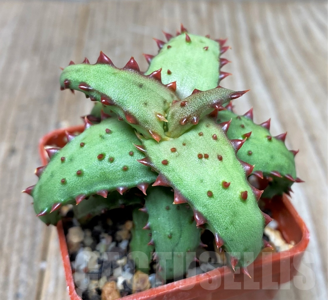 SHPR15401 Aloe castilloniae