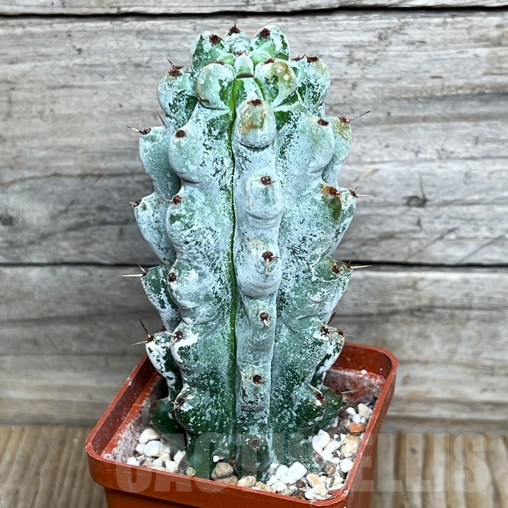 SHPR15435 Stenocereus beneckei