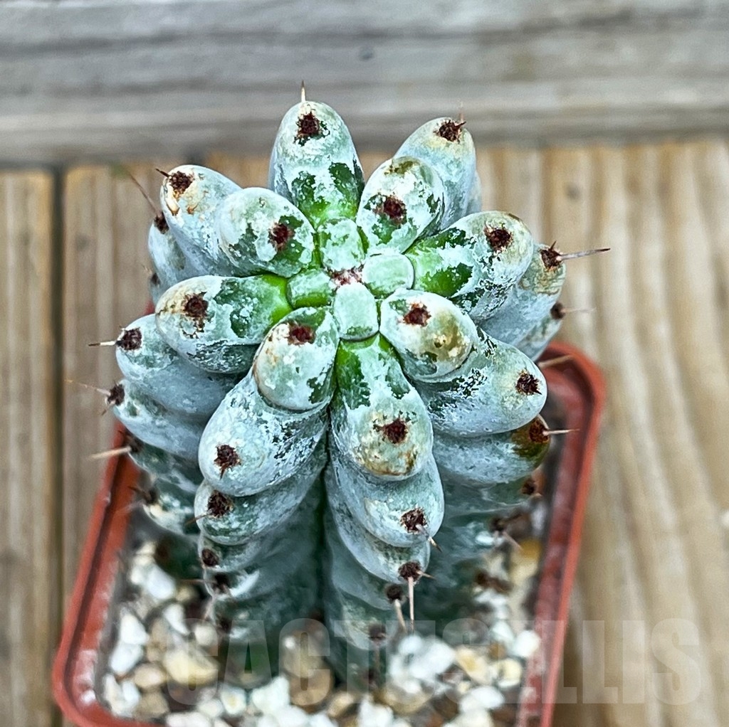 SHPR15435 Stenocereus beneckei - Image 2