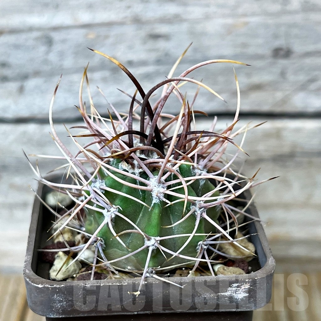 SHPR15436 Echinopsis leucantha