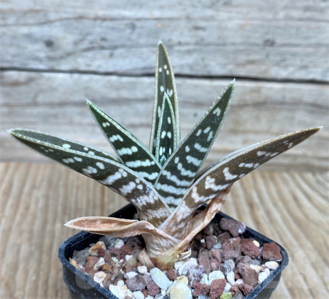 SHPR3524 Aloe variegated