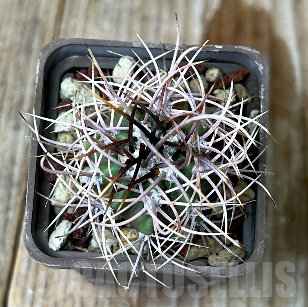 SHPR15436 Echinopsis leucantha - Зображення 2