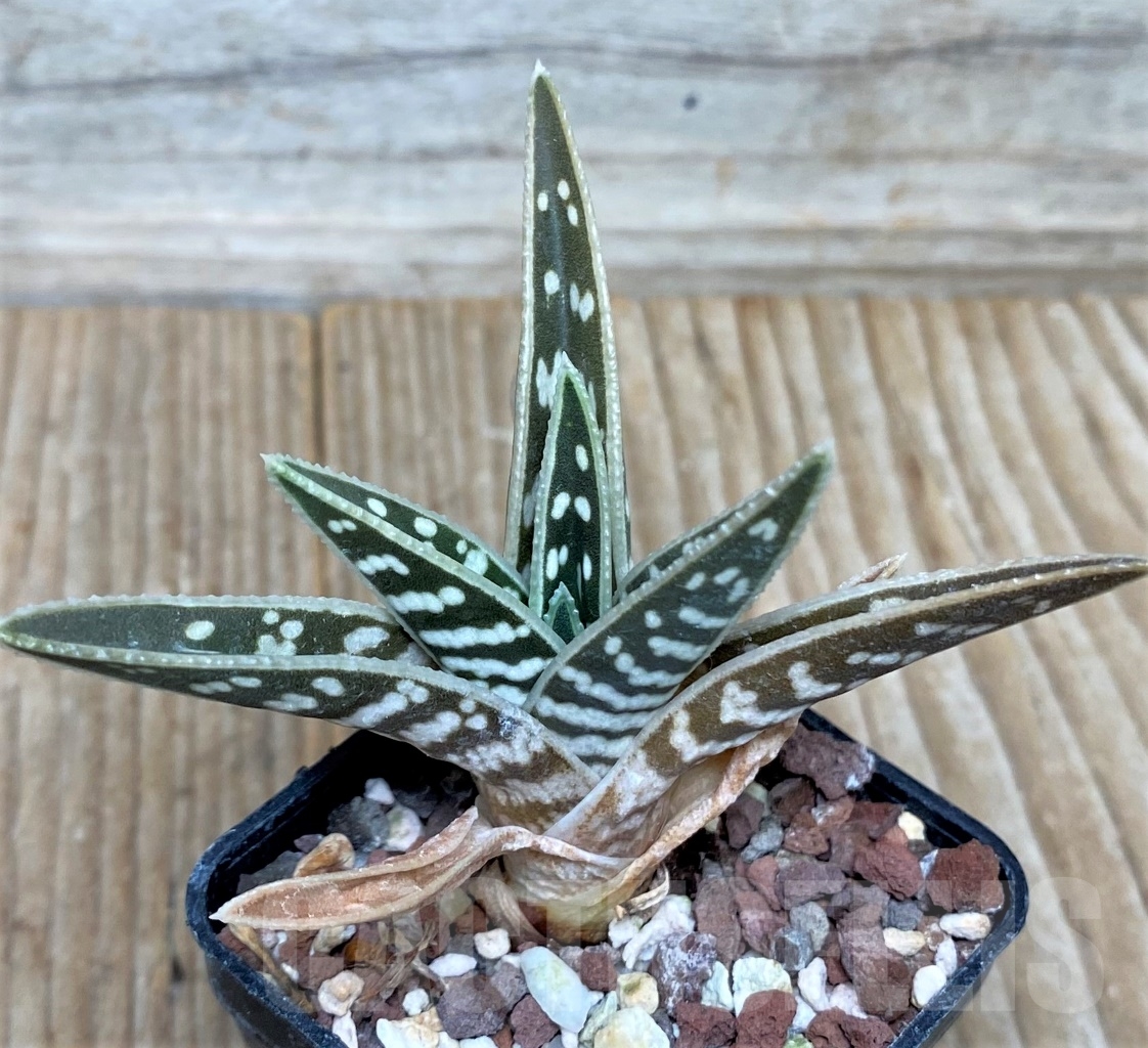 SHPR3524 Aloe variegated - Image 2