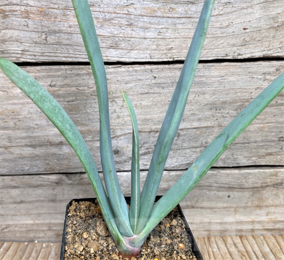 SHPR9731 Aloe plicatilis