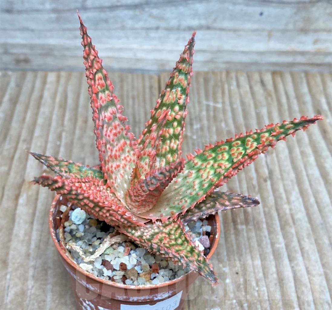 SHPR15403 Aloe hybrid - Image 2