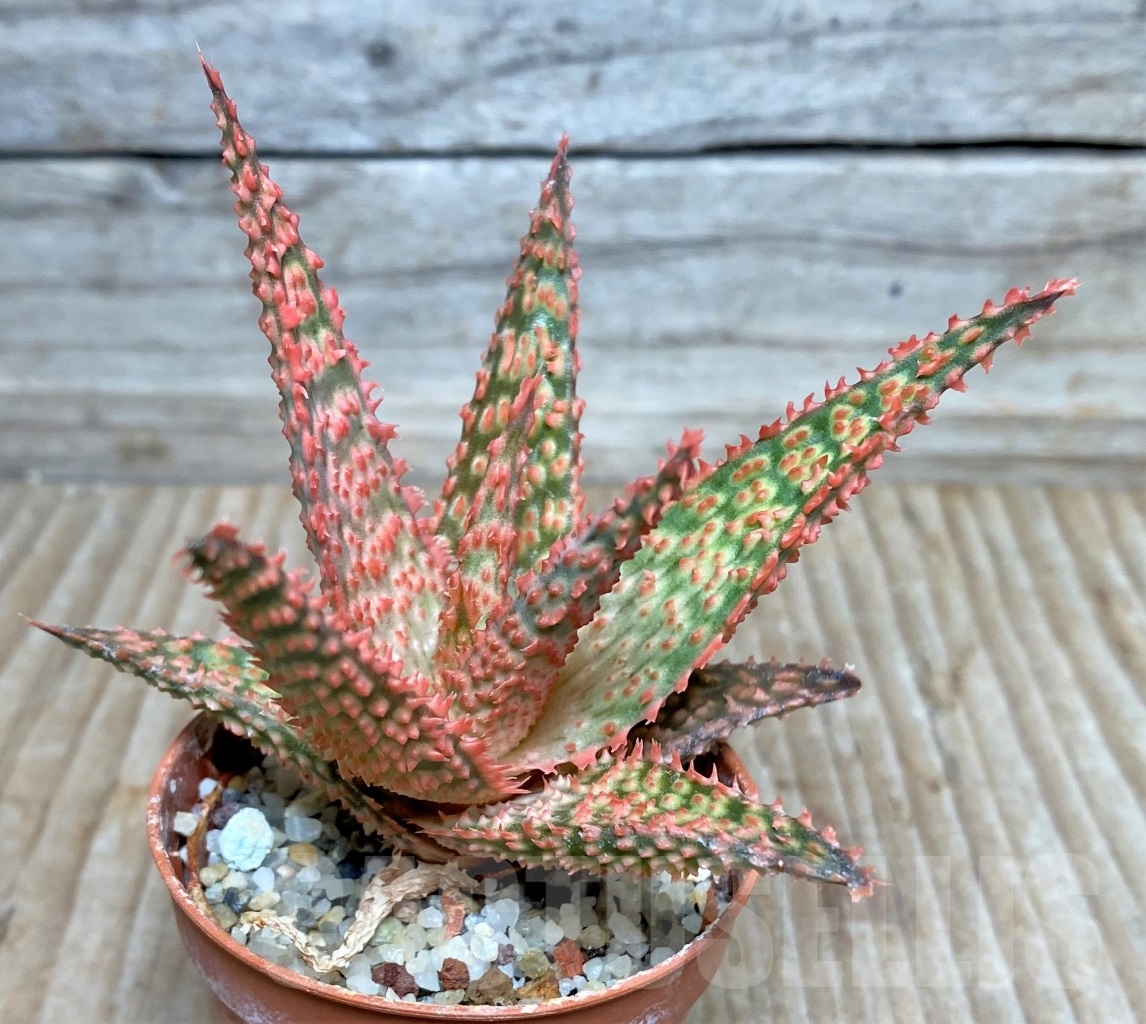 SHPR15403 Aloe hybrid - Image 3