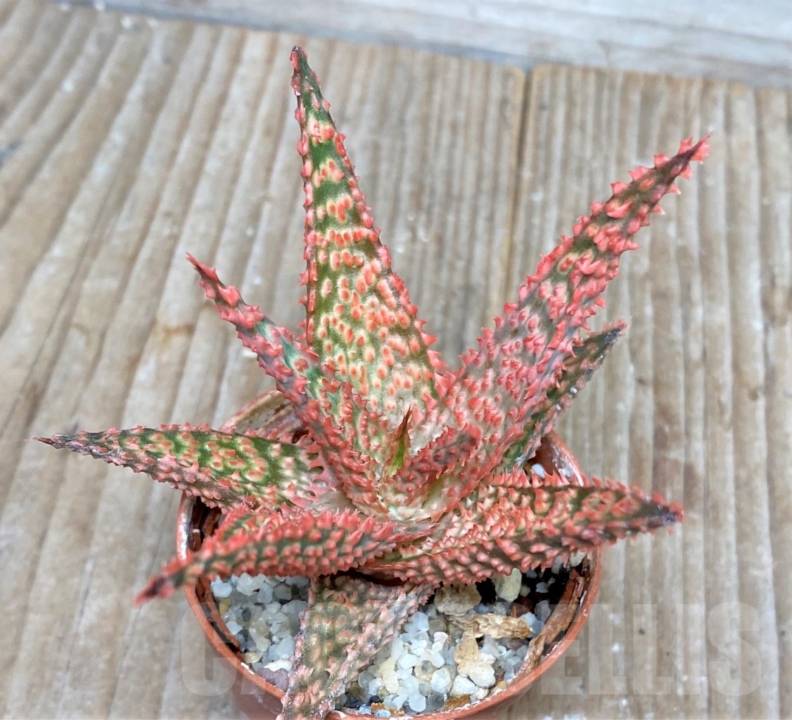 SHPR15403 Aloe hybrid