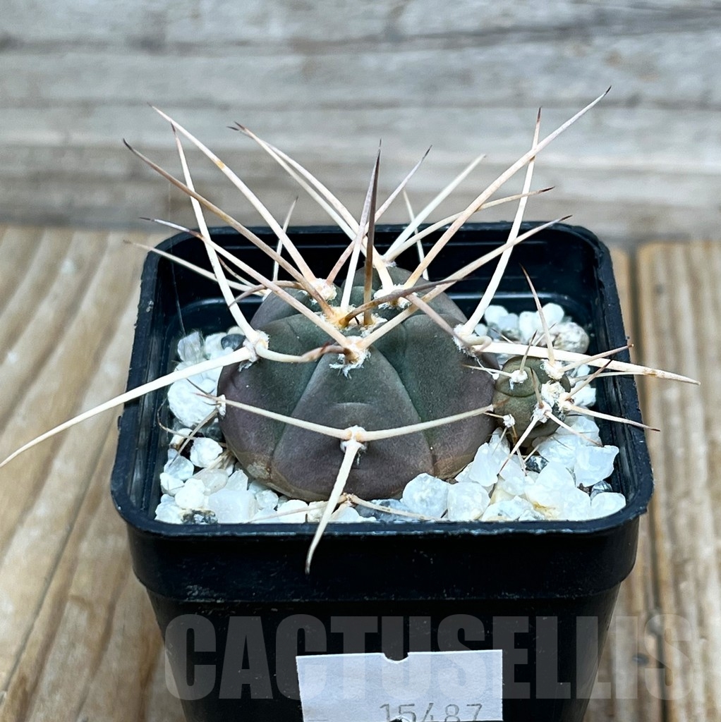 SHPR15487 Gymnocalycium cardenasianum - Image 2