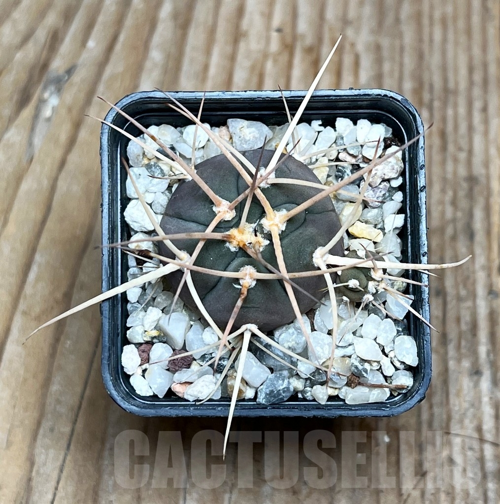 SHPR15487 Gymnocalycium cardenasianum