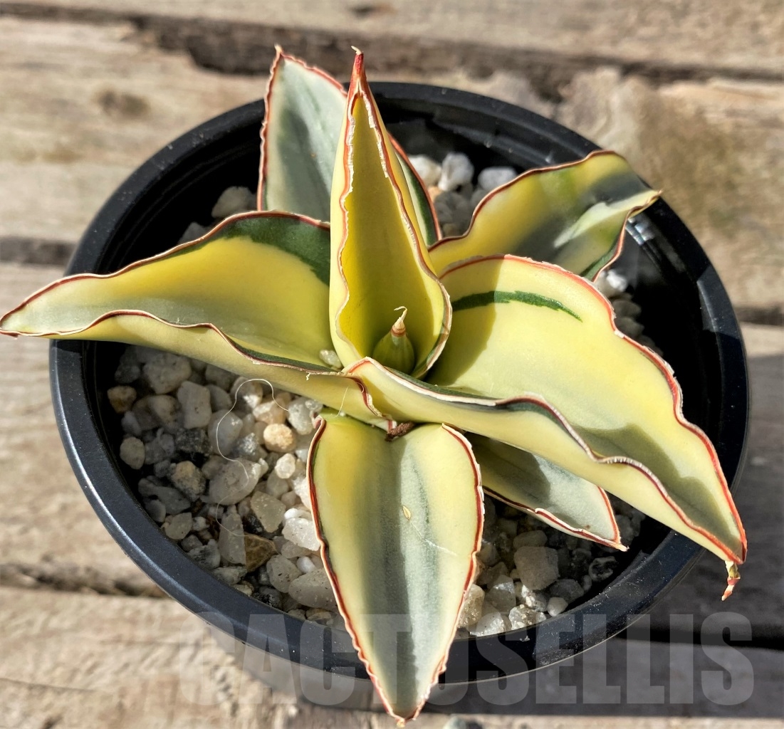SHPR15441 Sansevieria robusta 'White variegata'