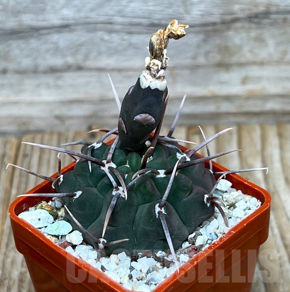 SHPR15505 Gymnocalycium vatteri -Long spines-