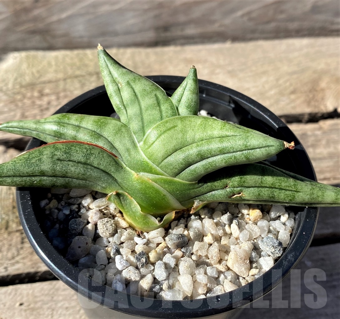 SHPR15452 Sansevieria hybrid vienna - immagine 2