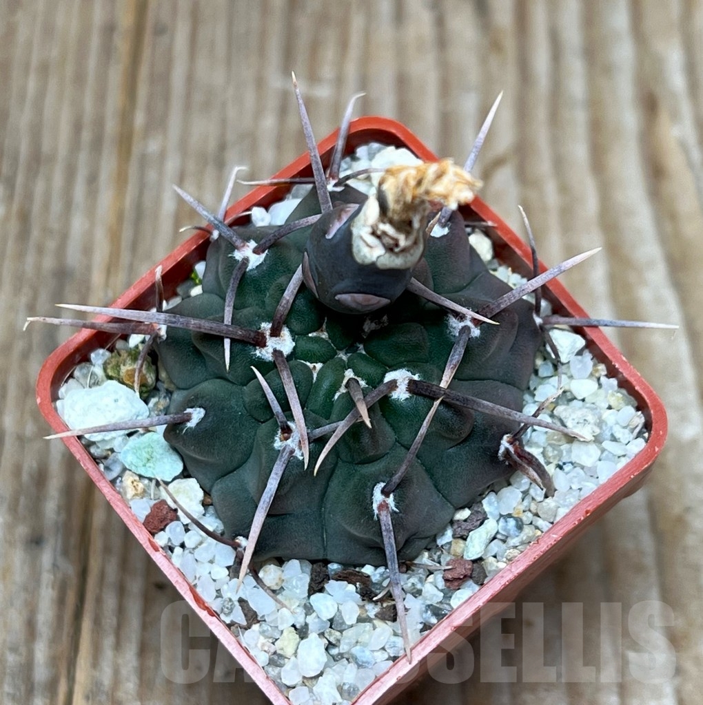 SHPR15505 Gymnocalycium vatteri -Long spines- - Зображення 2
