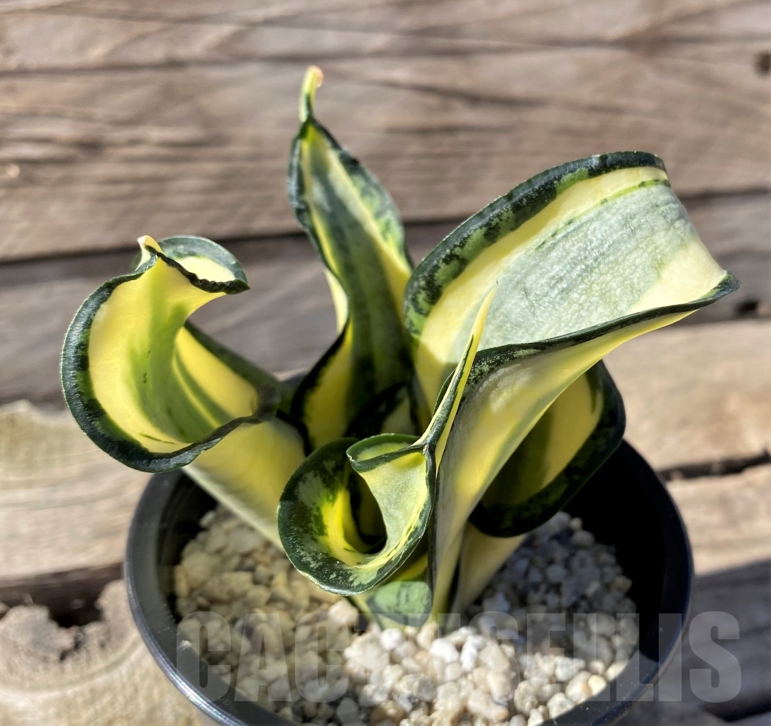 SHPR15457 Sansevieria 'Golden Wendy'