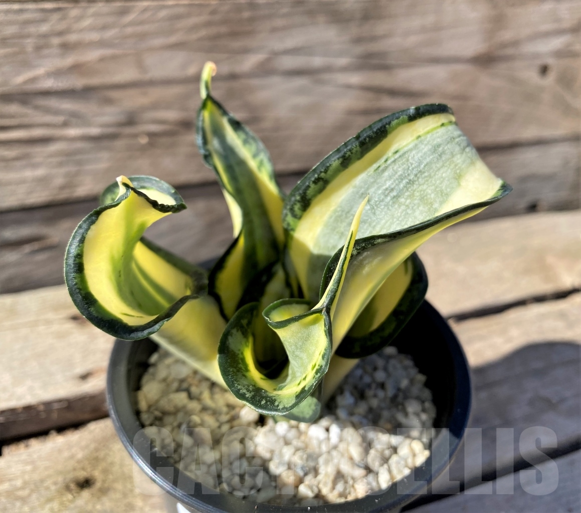 SHPR15457 Sansevieria 'Golden Wendy' - immagine 2