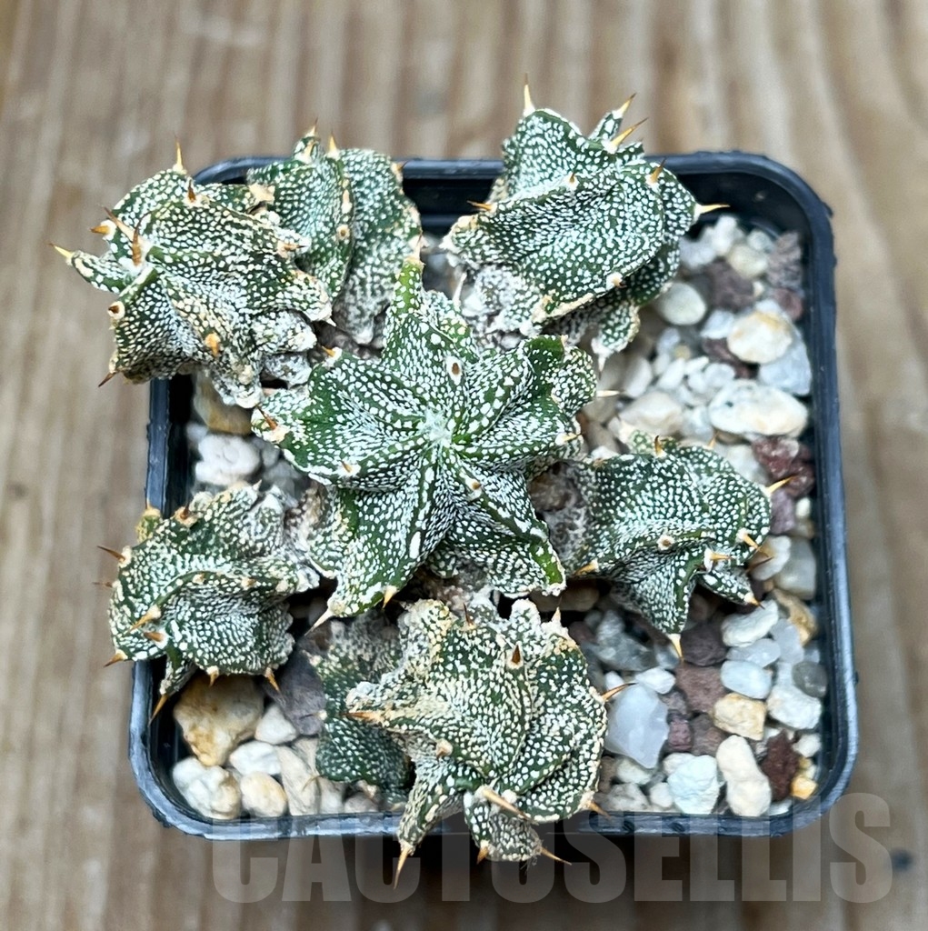 SHPR15510 Astrophytum ornatum 'Fukuryu' - immagine 2