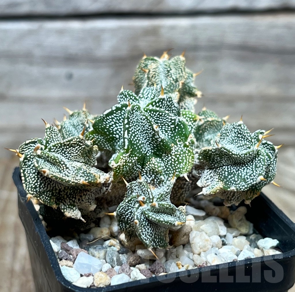 SHPR15510 Astrophytum ornatum 'Fukuryu'