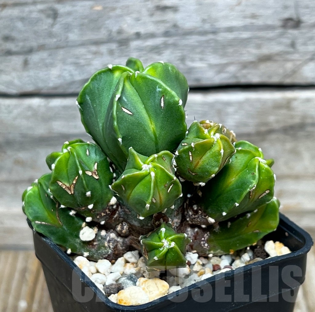 SHPR15511 Astrophytum myriostigma f. monstrosa