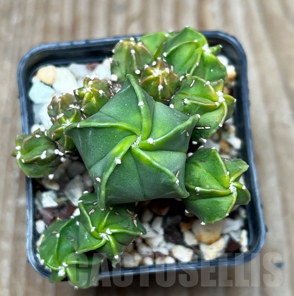 SHPR15511 Astrophytum myriostigma f. monstrosa - Image 2