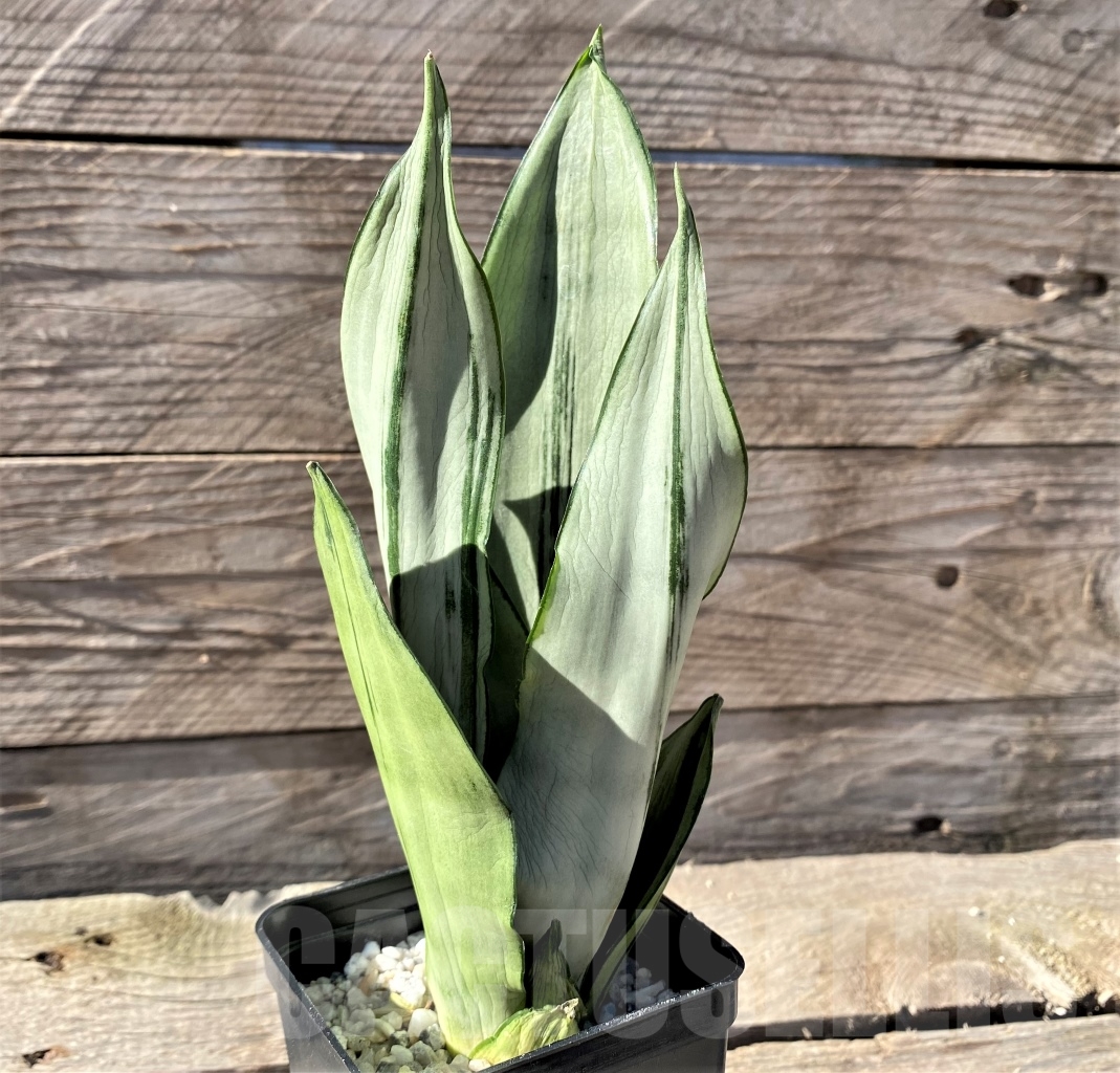 SHPR15461 Sansevieria 'Brazilian Moonshine'