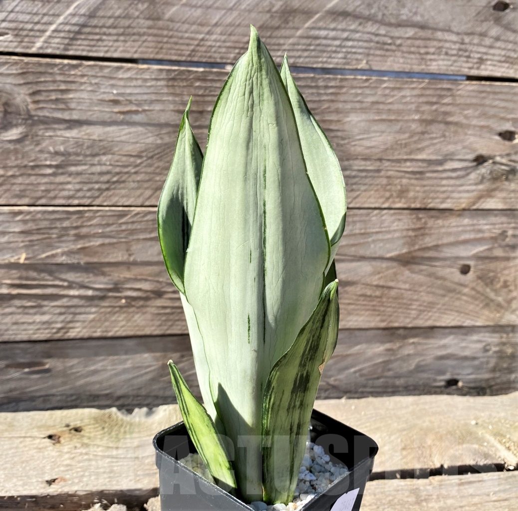 SHPR15461 Sansevieria 'Brazilian Moonshine' - Image 2