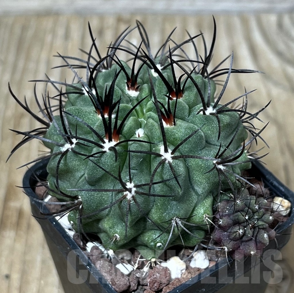 SHPR8881 Neoporteria neohankeana