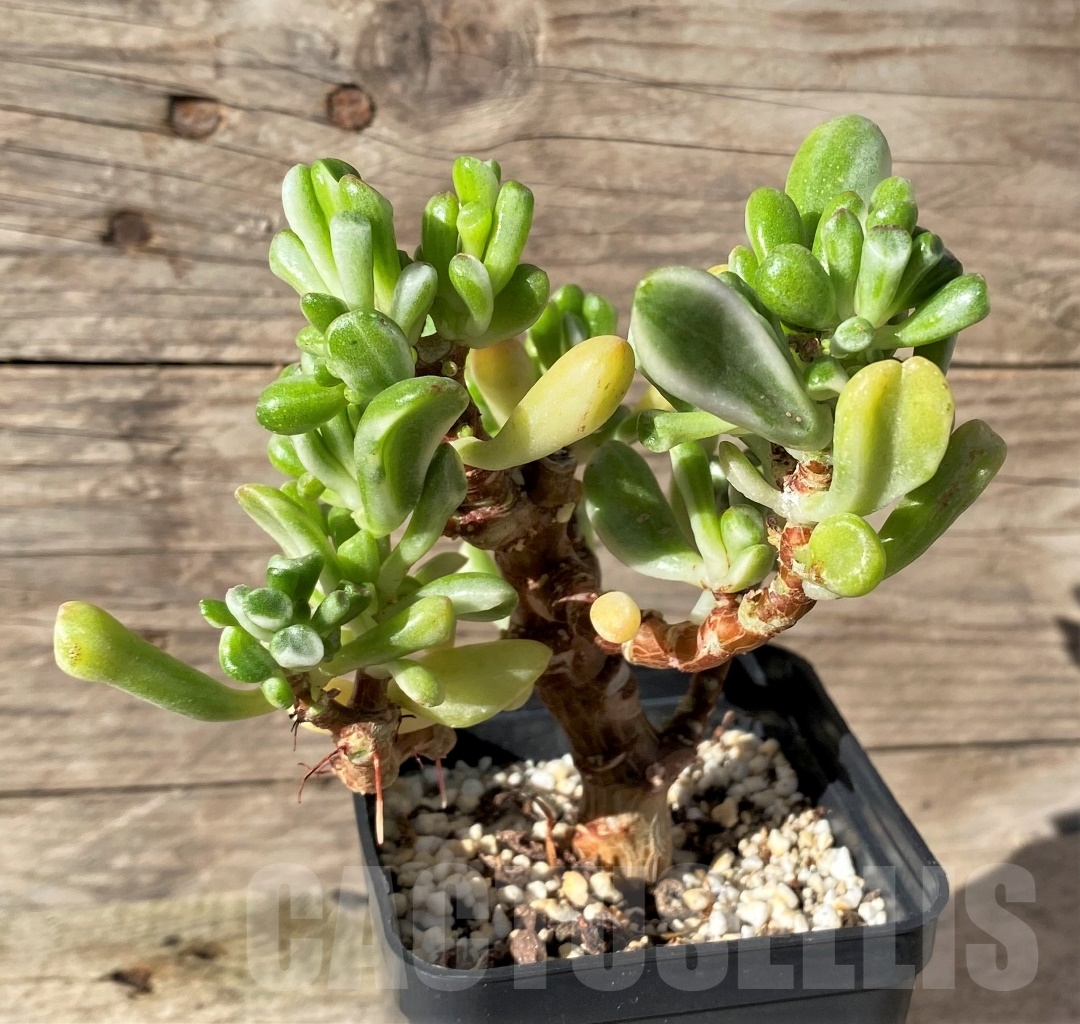 SHPR15466 Crassula ovata 'Gollum' f. variegata - Obrázek 2