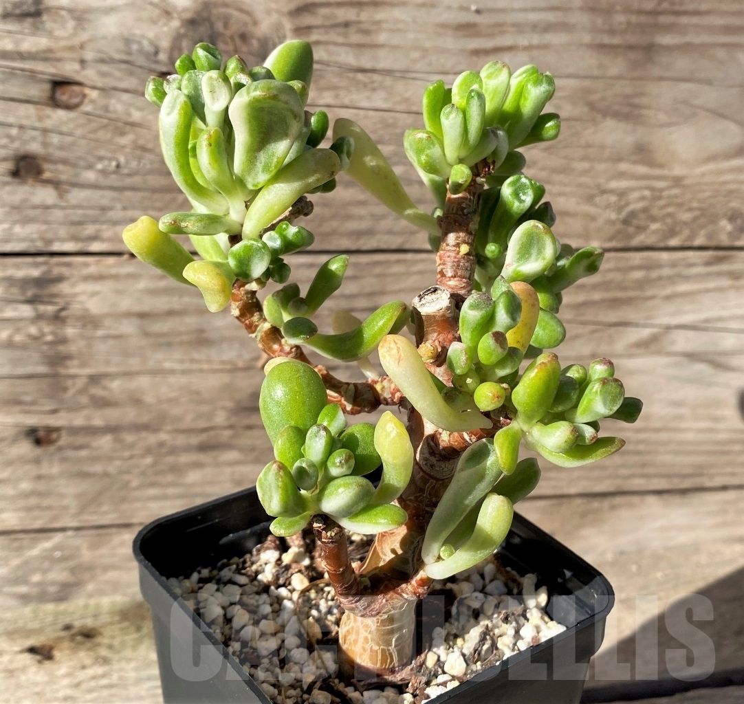 SHPR15466 Crassula ovata 'Gollum' f. variegata