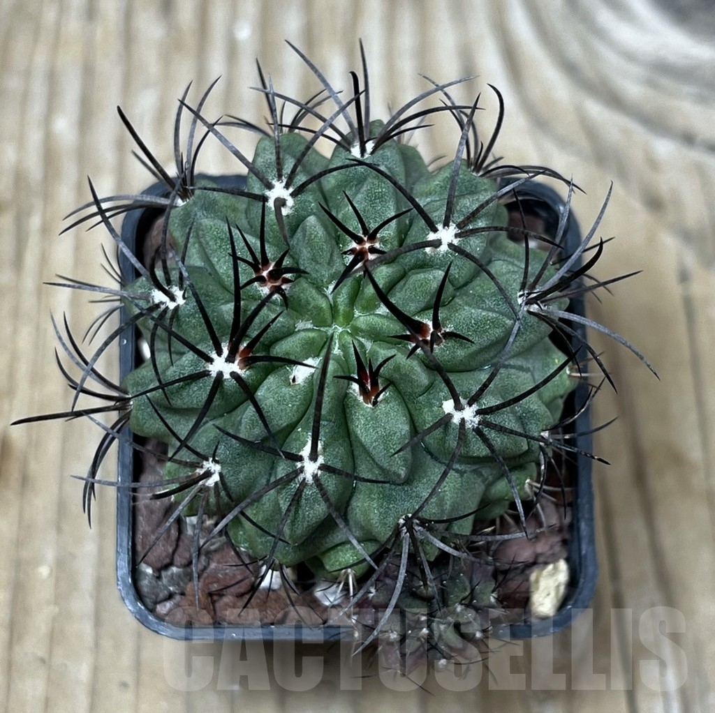 SHPR8881 Neoporteria neohankeana - Image 2