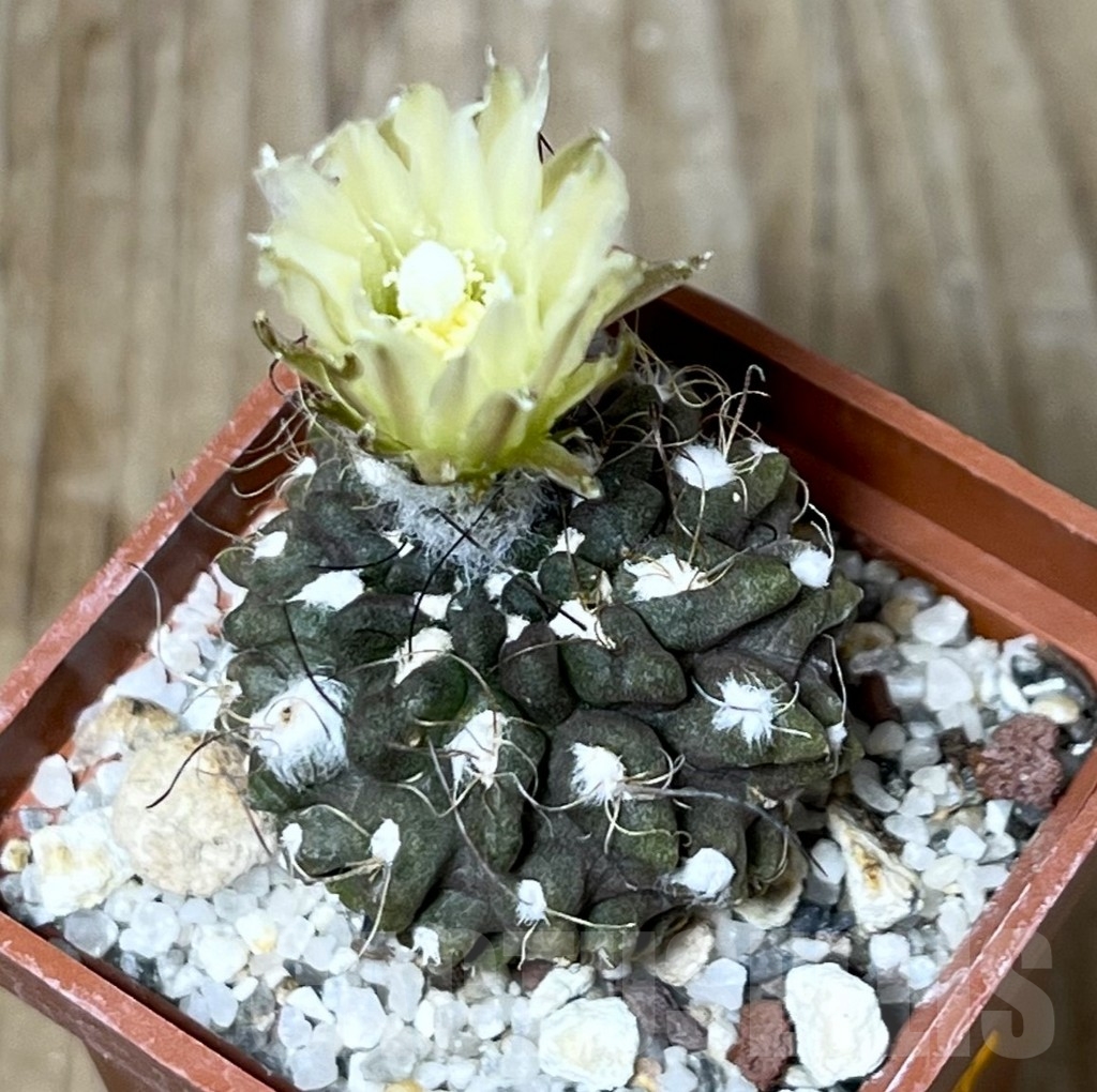 SHPR6183 Pyrrhocactus pilispinus/ Eriosyce taltalensis subs. pilispina