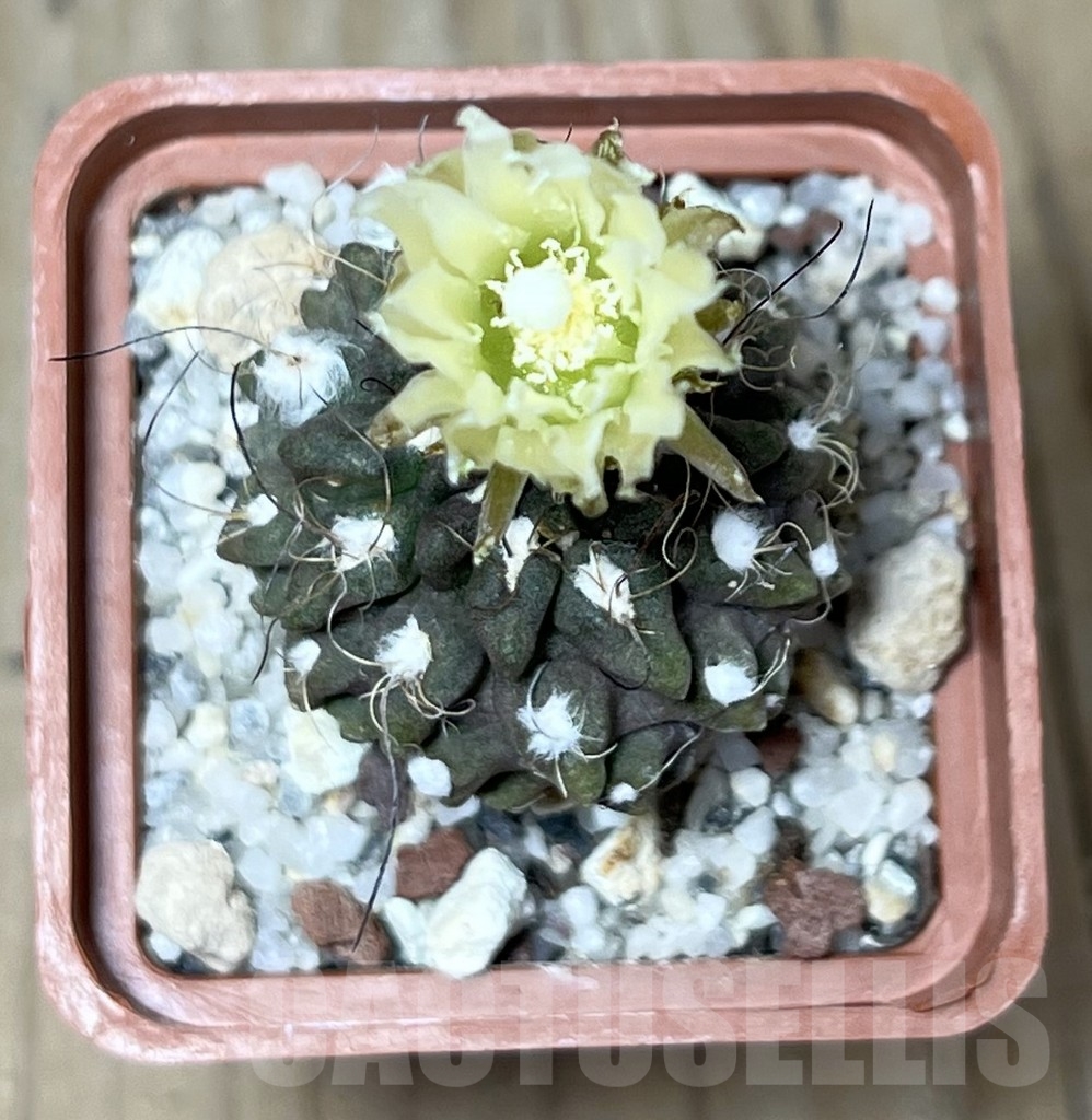 SHPR6183 Pyrrhocactus pilispinus/ Eriosyce taltalensis subs. pilispina - Image 2