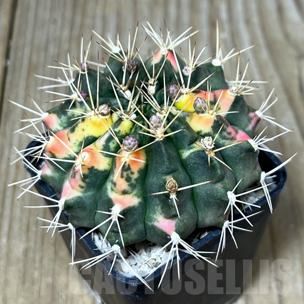 SHPR8718 Gymnocalycium mihanovichii f. variegata
