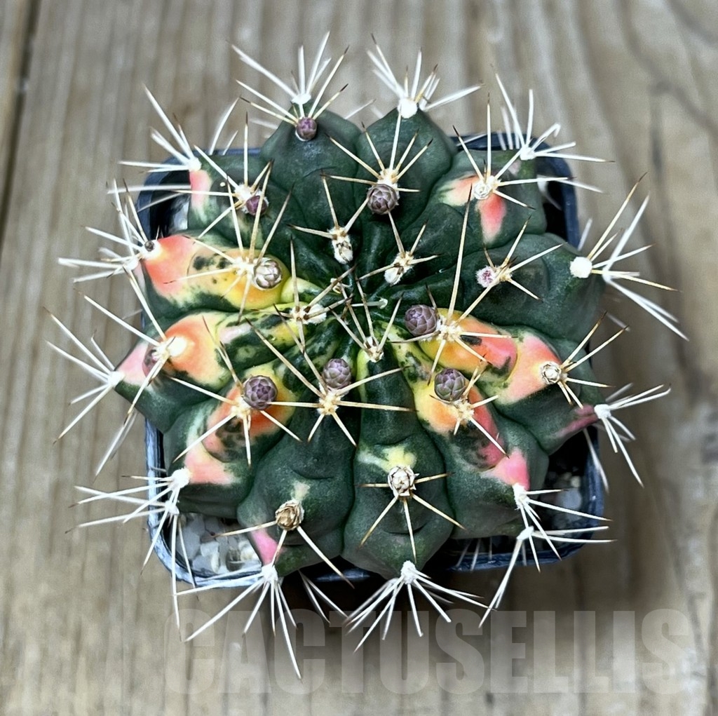 SHPR8718 Gymnocalycium mihanovichii f. variegata - Image 2