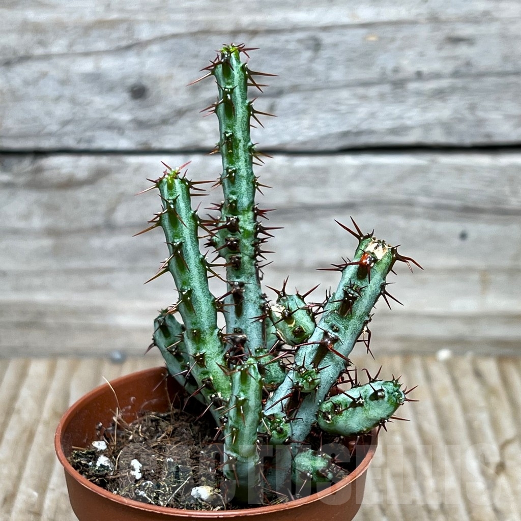 SHPR15525 Euphorbia aeruginosa